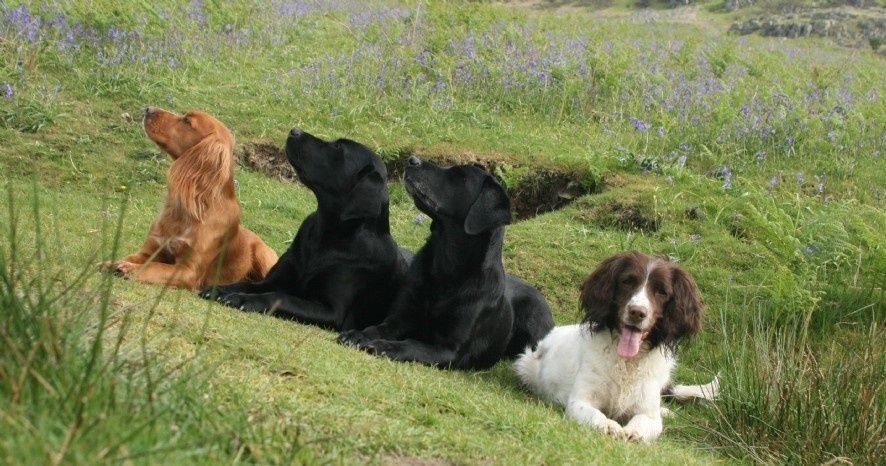 rustig blijven liggen los van de lijn
