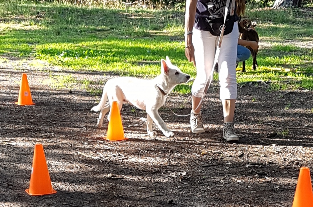 netjes volgen aan een slappe lijn